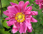 Anemone 'Bressingham Glow'