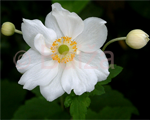 Anemone 'Honorine Jobert'