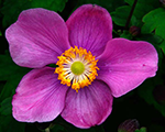 Anemone Hubejas