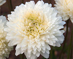 Vizbulis Daugavas 'Flore Pleno'