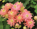Ozolīte pildītā 'Clementine Salmon Rose'