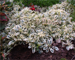 Alpine wall cress 'Variegata'