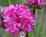 Armērija jūrmalas 'Armada Deep Rose'