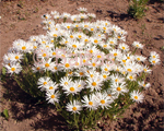 Alpine aster 'Belije Aļpi'