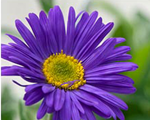 Alpine aster 'Dark Beauty'