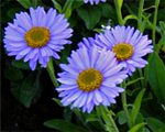 Alpine aster 'Heaven'