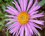 Alpine aster 'Hepi End'