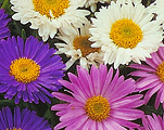 Alpine aster 'Trimix'