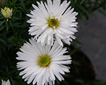Ziemastere spilvenveida 'Kristina'