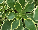 Aedaubrieeta 'Dr. Mules Variegated'