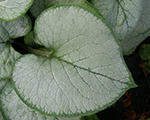 Brunnera liellapu 'Looking Glass'
