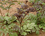 Sudrabsvece zarainā 'Atropurpurea'
