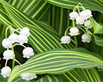 Kreimene svītrainā 'Albostriata'