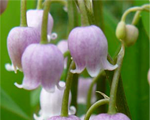 Kreimene rozā 'Rosea'