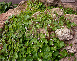 Cimbalārija mūru