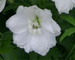 Delfīnija 'Jupiter White'