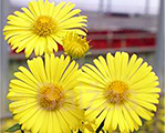 Doronika austrumu 'Leonardo Compact'