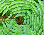 Ozolpaparde melnā 'Mexica'