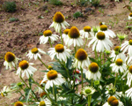 Ehinācija 'Primadonna White'