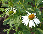 Ehinācija 'Alba'