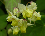 Epimēdija dažādkrāsu 'Sulphureum'