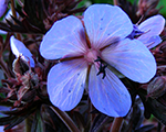 Gandrene 'Midnight Reiter'
