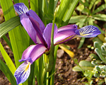 Īriss zāļveida