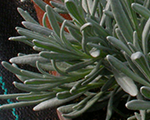 English lavender 'Edelweiss'