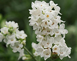 Lavanda šaurlapu 'Ellagance Snow'
