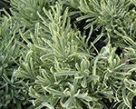 Lavanda šaurlapu 'Platinum Blonde'