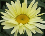 Pīpene 'Banana Cream'