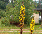 Ligulārija Prževaļska 'Sibirica'