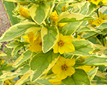 Zeltene raibā 'Golden Alexander'