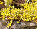 Zeltene pļavu zeltainā 'Aurea'