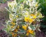 Zeltene raibā 'Variegata'