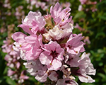 Vējmietiņš vītolu 'Blush'