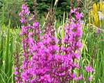 Vējmietiņš zarainais 'Dropmore Purple'