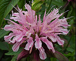 Aedmonarda 'Beauty of Cobham'