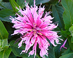 Aedmonarda 'Balmy Pink'
