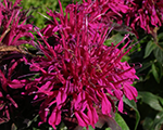 Aedmonarda 'Balmy Purple'