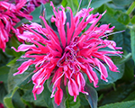 Aedmonarda 'Balmy Rose'