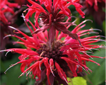 Aedmonarda 'Cambridge Scarlet'