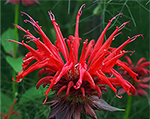 Aedmonarda 'Jacob Cline'