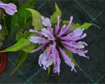 Aedmonarda 'Panorama Lilac'