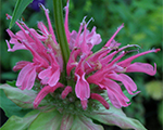 Monarda dvīņziedu 'Panorama Mis'