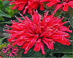 Monarda dvīņziedu 'Pardon My Cerise'