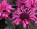 Monarda dvīņziedu 'Pink Lace'