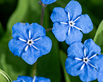 Blue-eyed Mary;  creeping forget-me-not