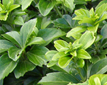 Pahisandra galotnes