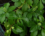 Pahisandra galotnes 'Green Carpet'
